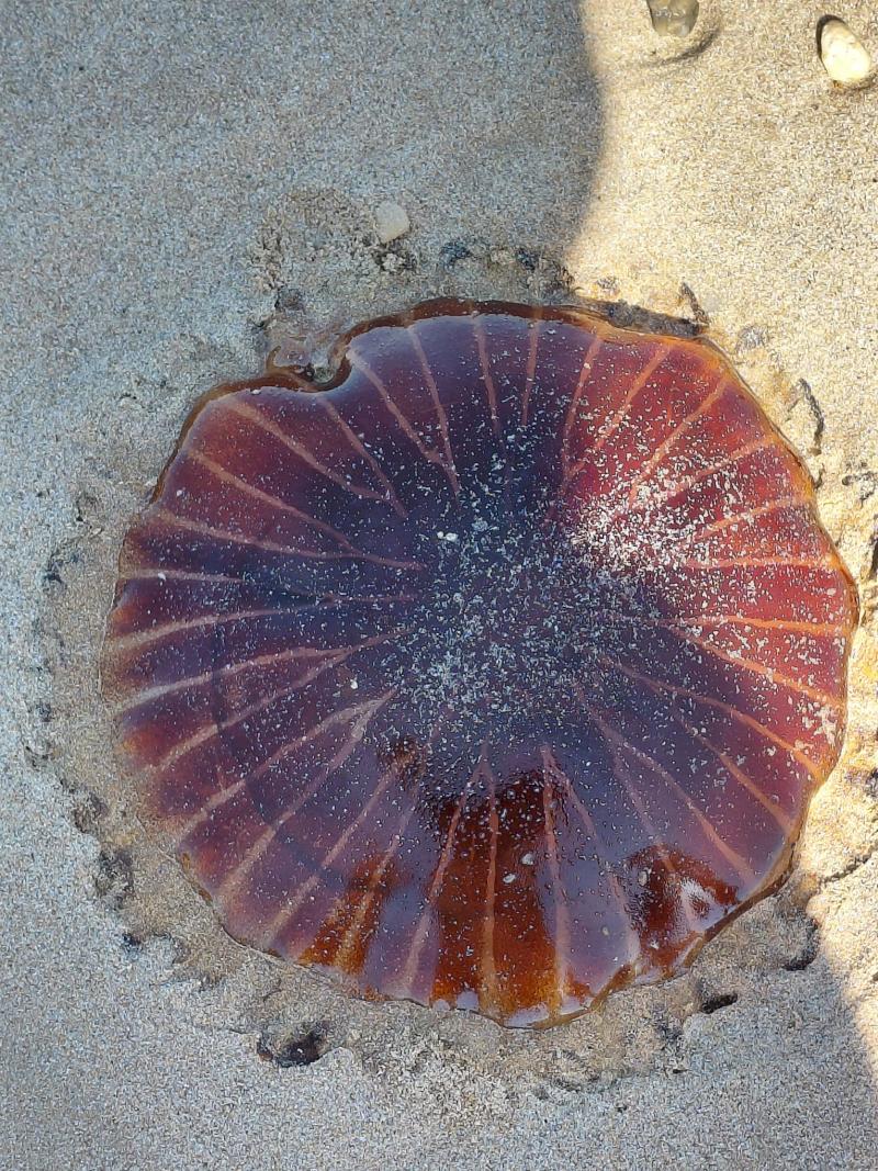 Chrysaora hysoscella