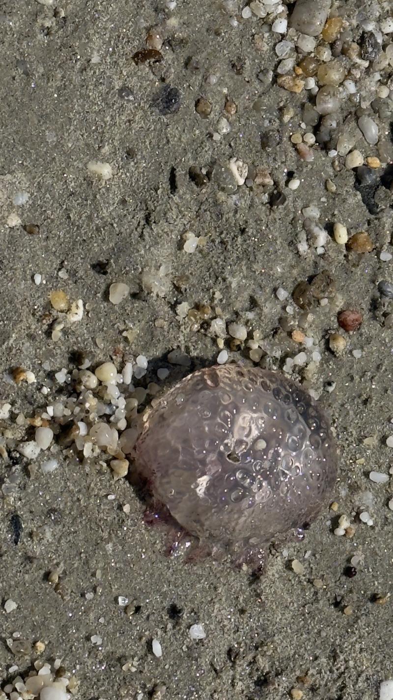 Pelagia Noctiluca