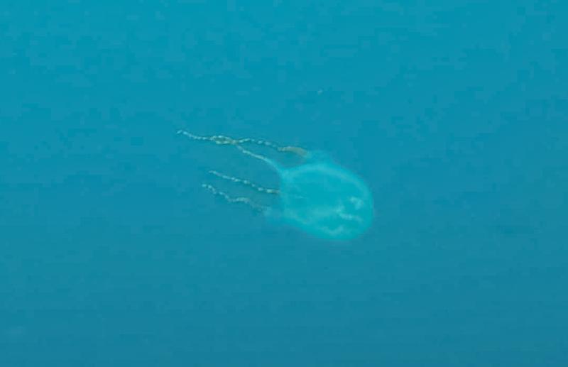 Carybdea marsupialis