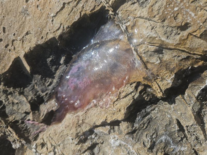 Pelagia Noctiluca