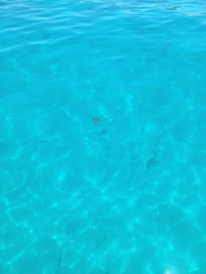Pelagia Noctiluca