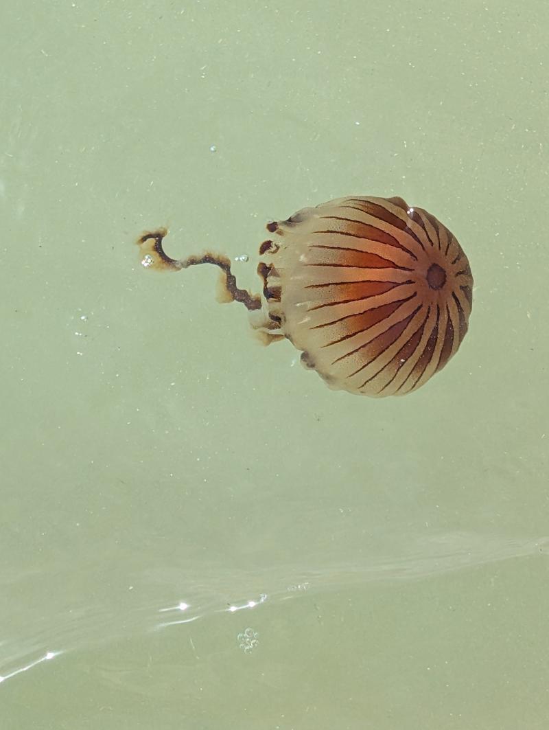 Chrysaora hysoscella
