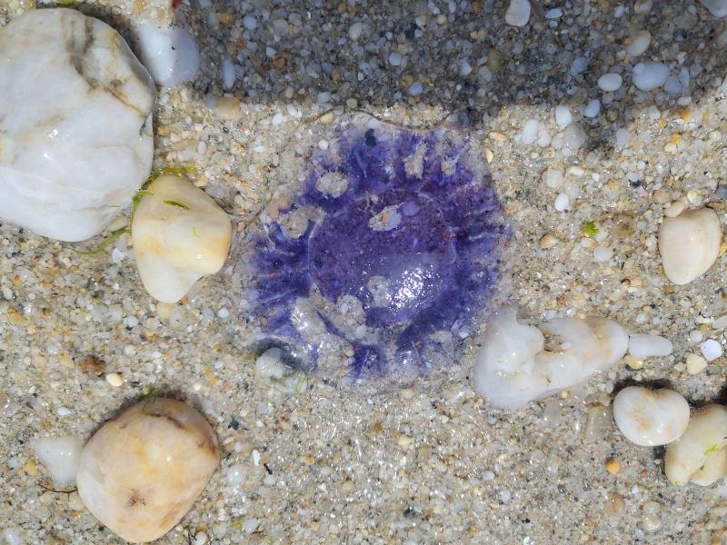 Cyanea lamarckii