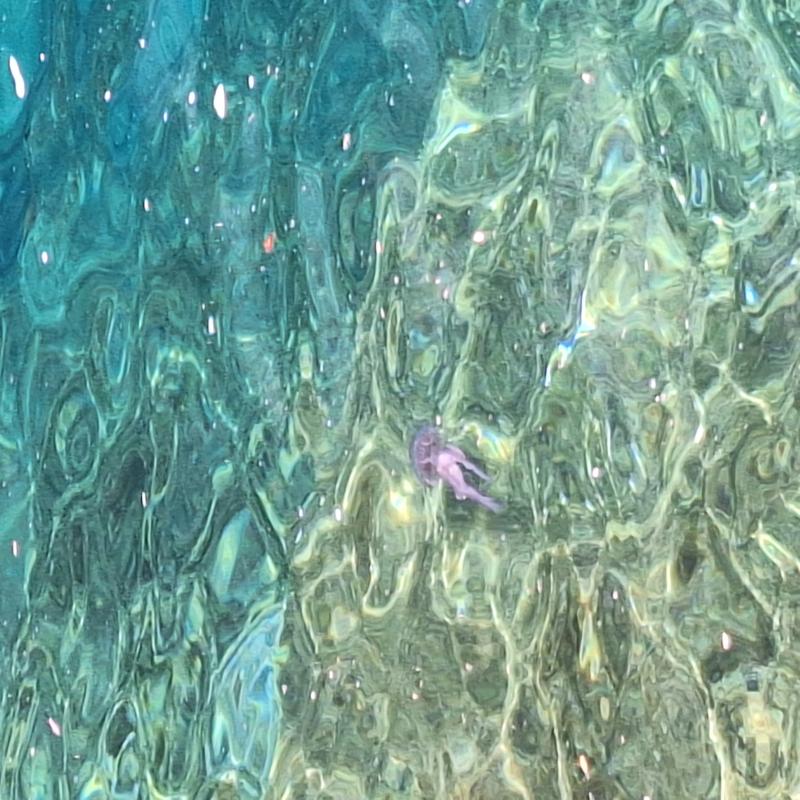 Pelagia Noctiluca