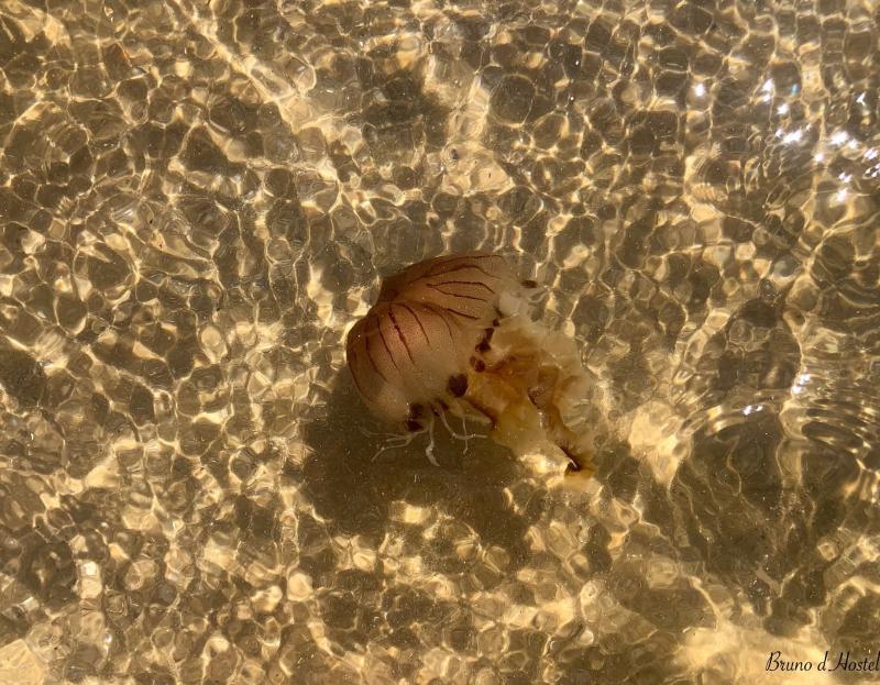 Chrysaora hysoscella