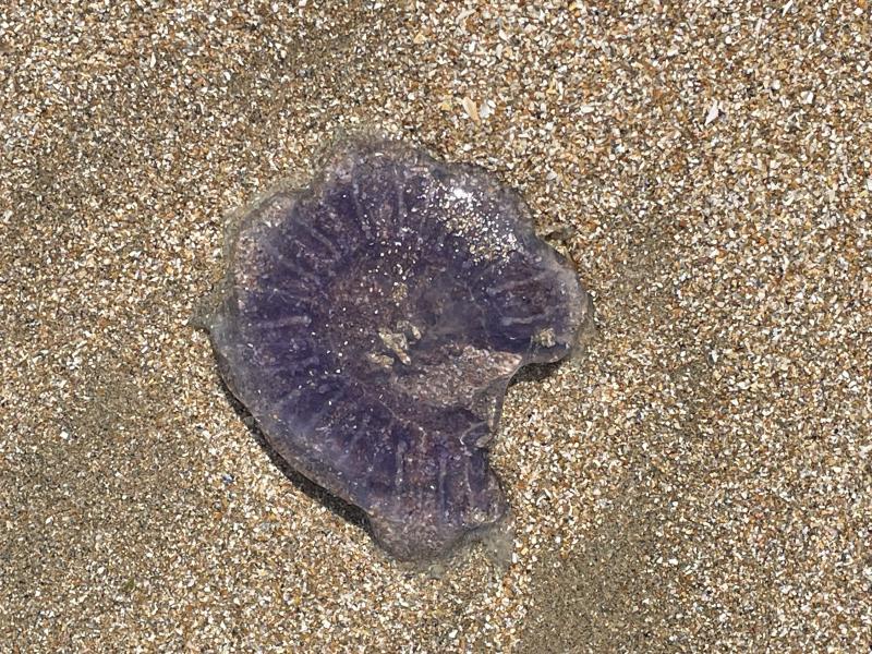 Cyanea lamarckii