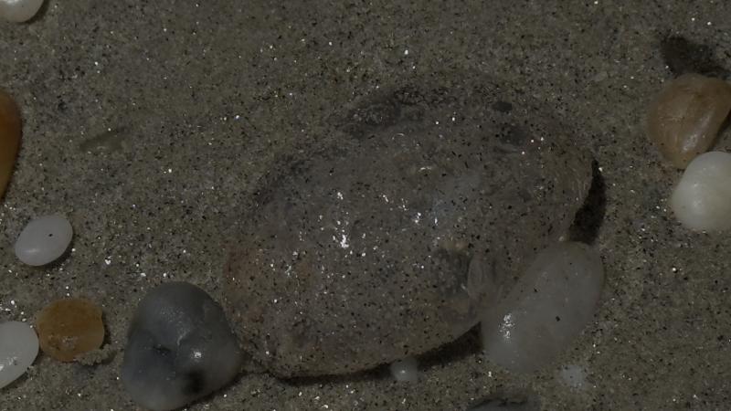 Pelagia Noctiluca