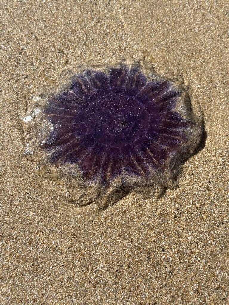 Cyanea lamarckii