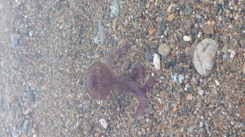 Pelagia Noctiluca