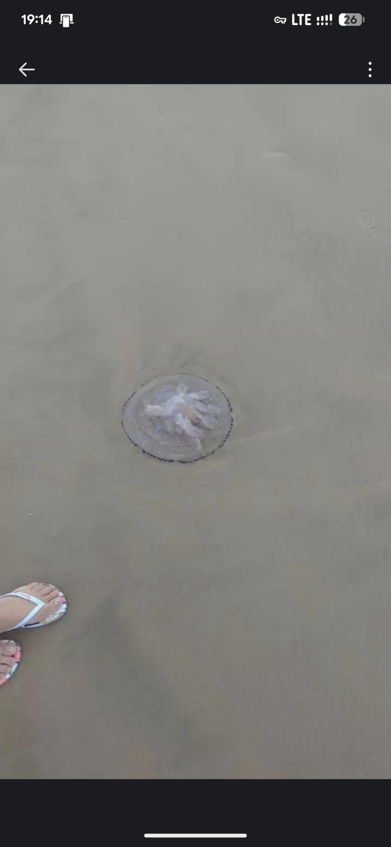 Rhizostoma octopus