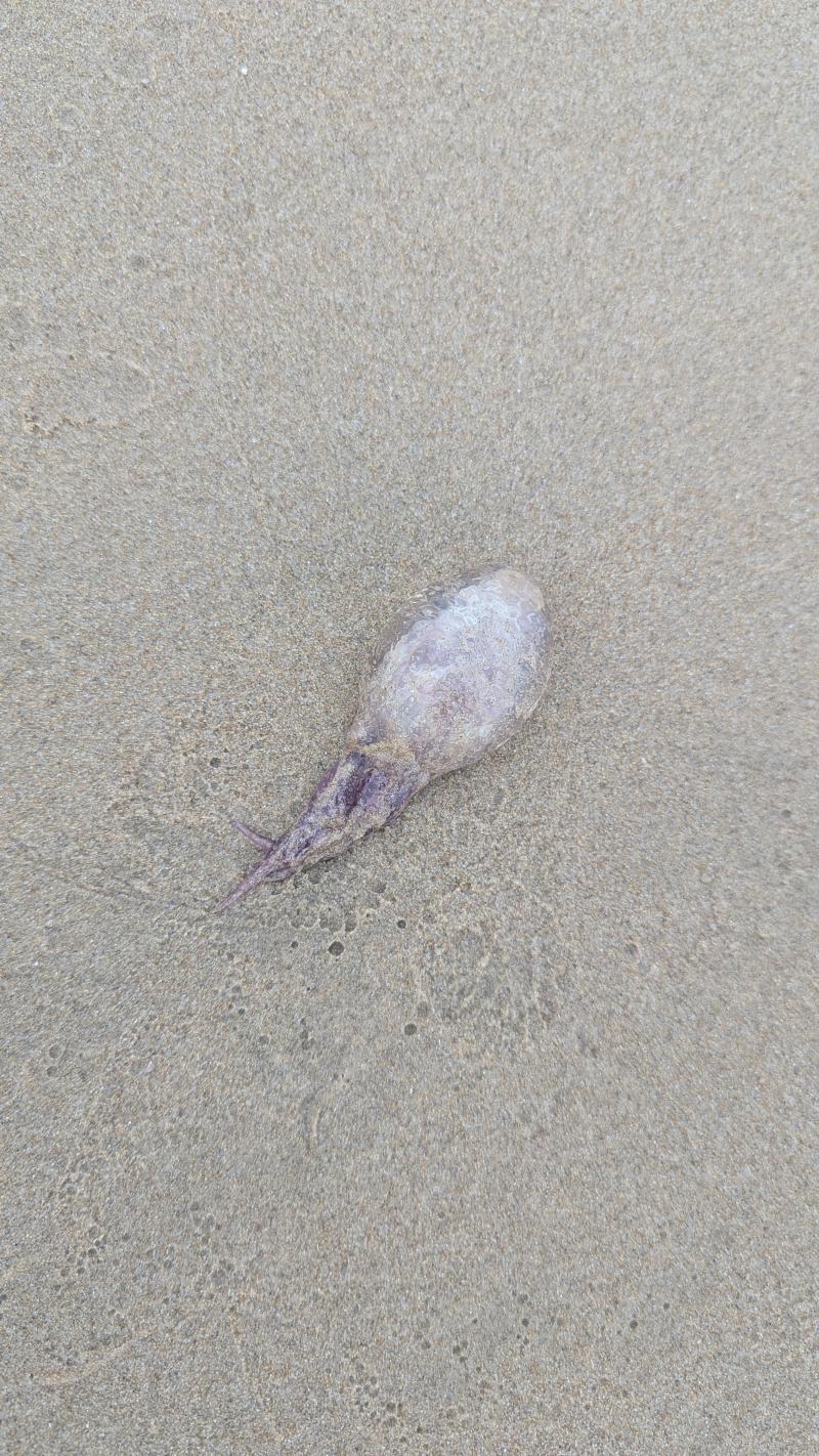 Pelagia Noctiluca