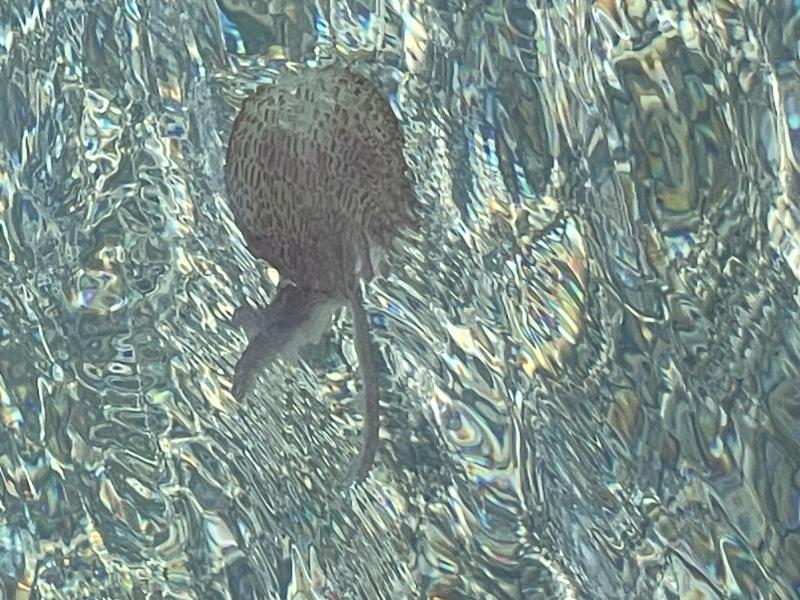 Pelagia Noctiluca