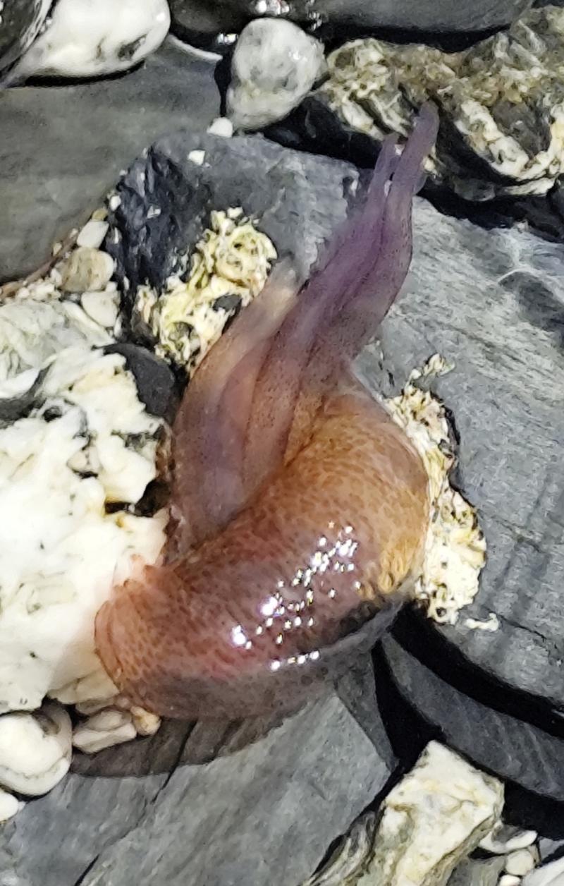 Pelagia Noctiluca