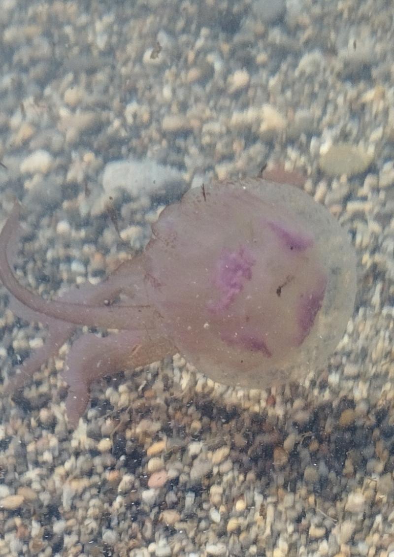 Pelagia Noctiluca