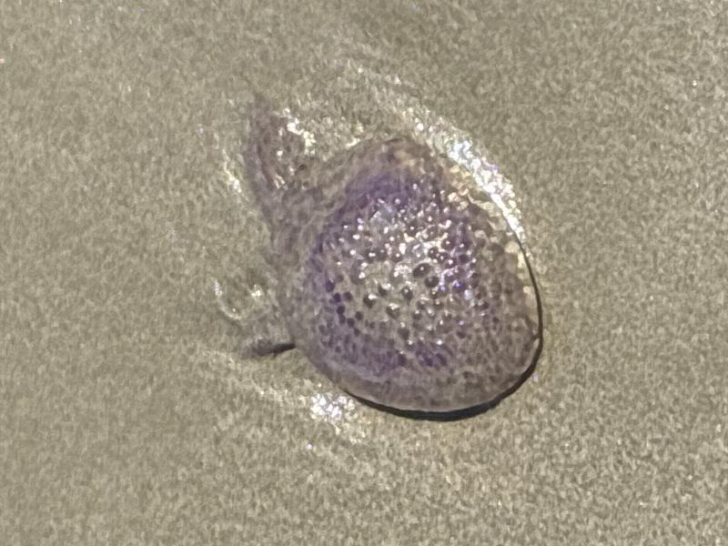 Pelagia Noctiluca
