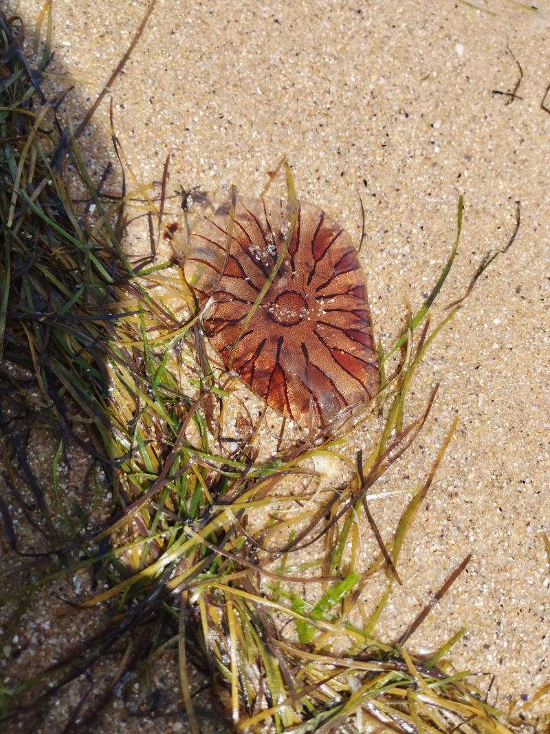 Chrysaora hysoscella
