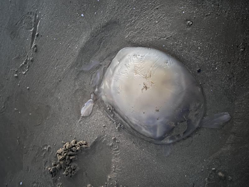 Rhizostoma octopus