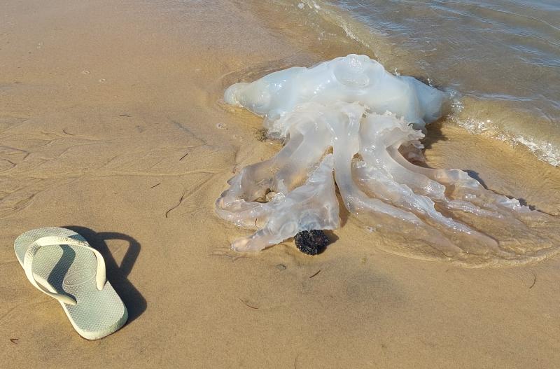 Rhizostoma octopus