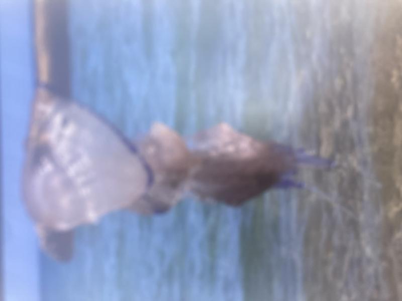 Rhizostoma octopus