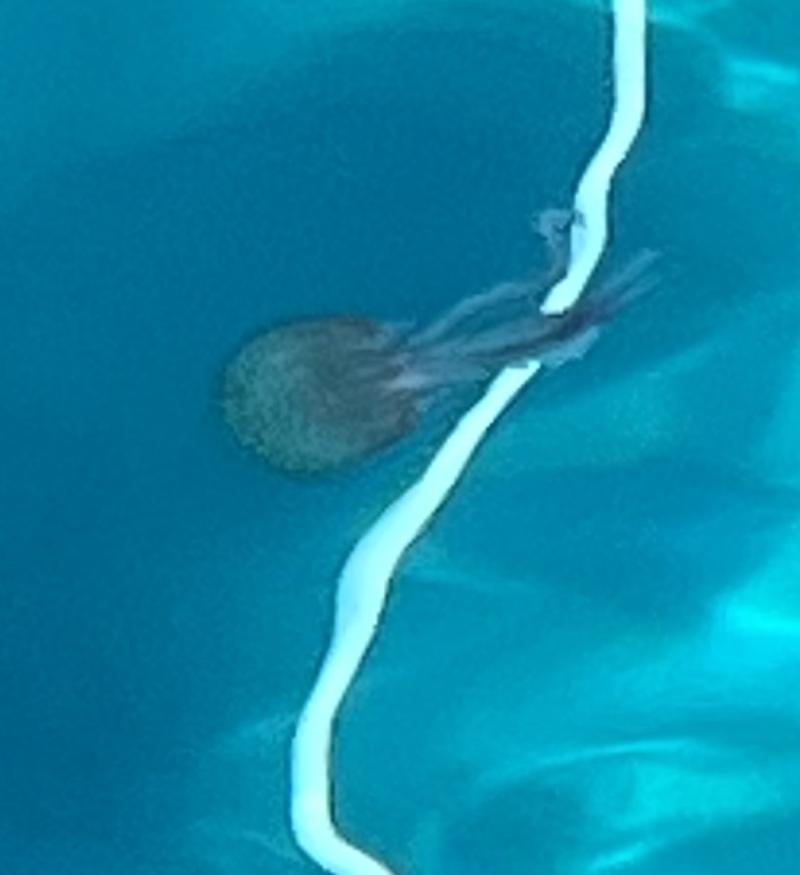 Pelagia Noctiluca