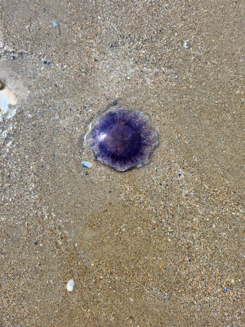 Cyanea lamarckii