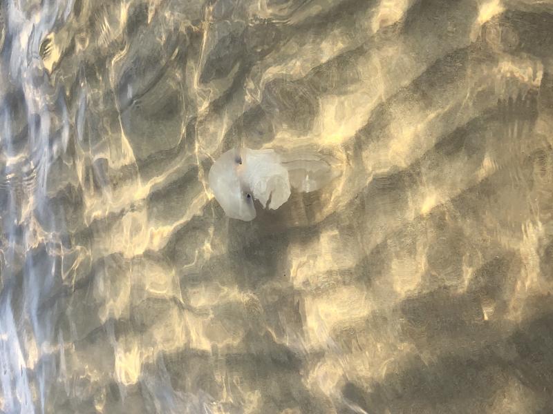 Rhizostoma octopus
