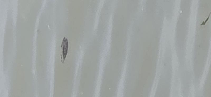 Chrysaora hysoscella