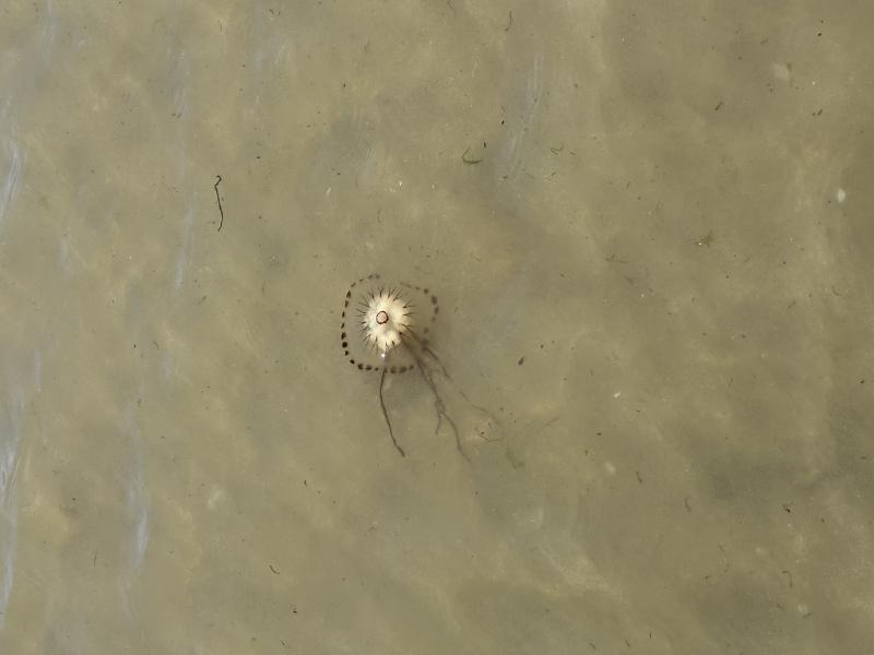 Chrysaora hysoscella