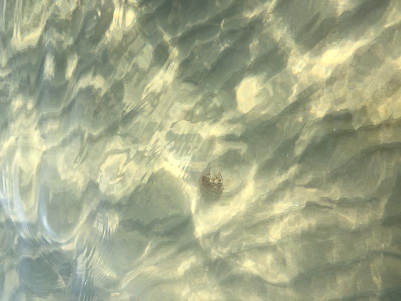 Chrysaora hysoscella