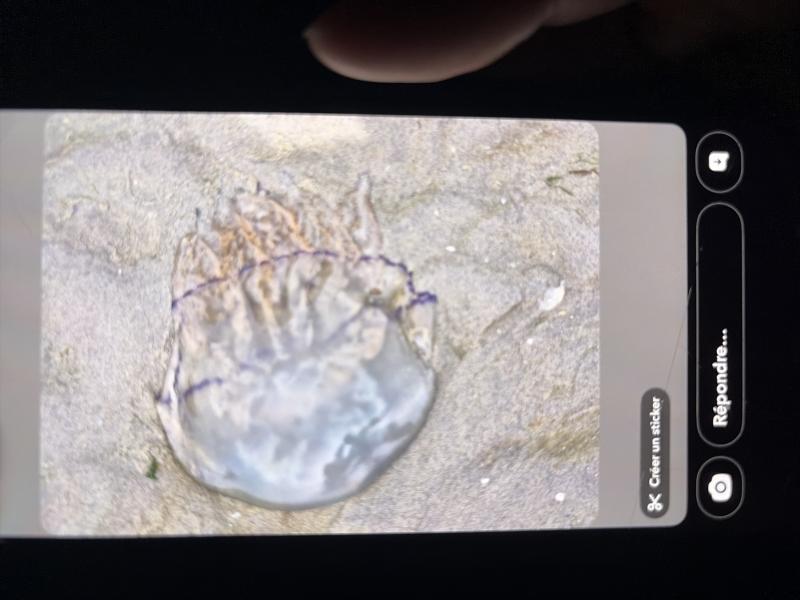 Rhizostoma octopus