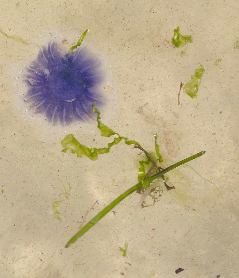 Cyanea lamarckii