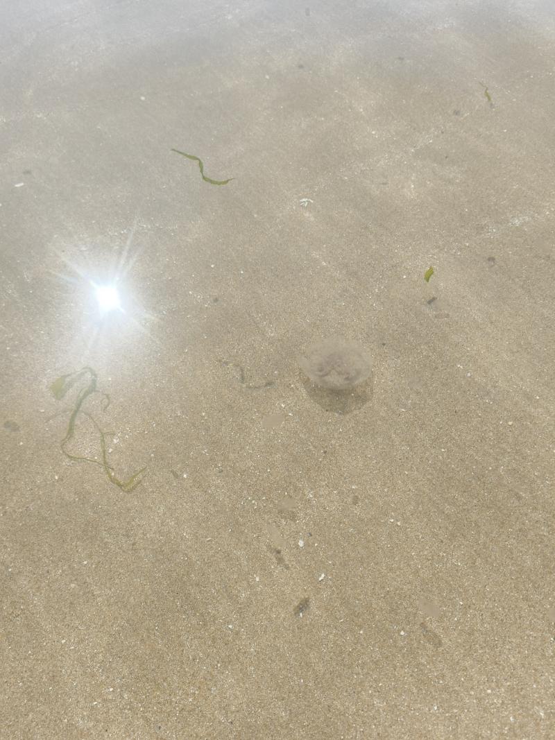 Aurelia Aurita