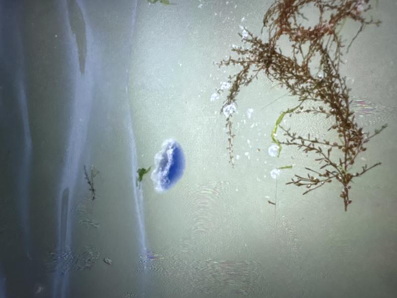 Cyanea lamarckii