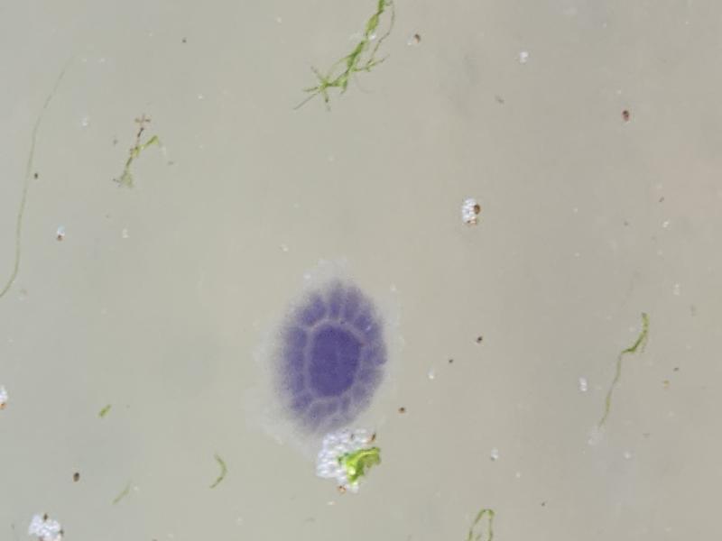 Cyanea lamarckii