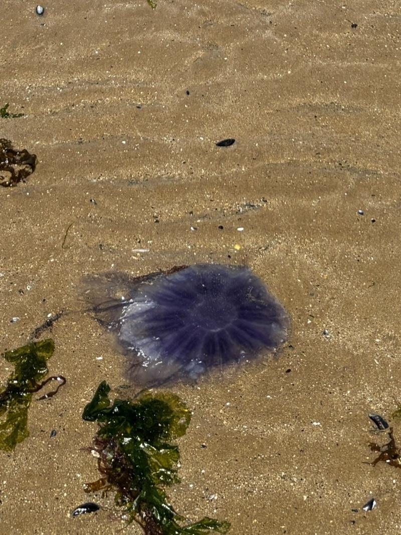 Cyanea lamarckii