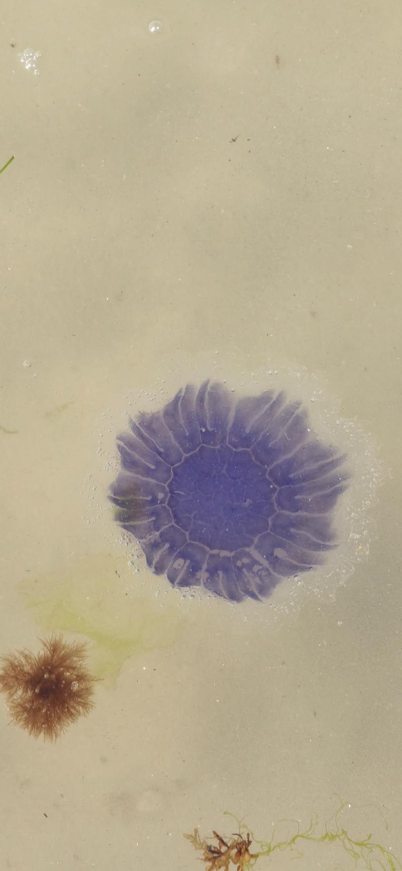 Cyanea lamarckii