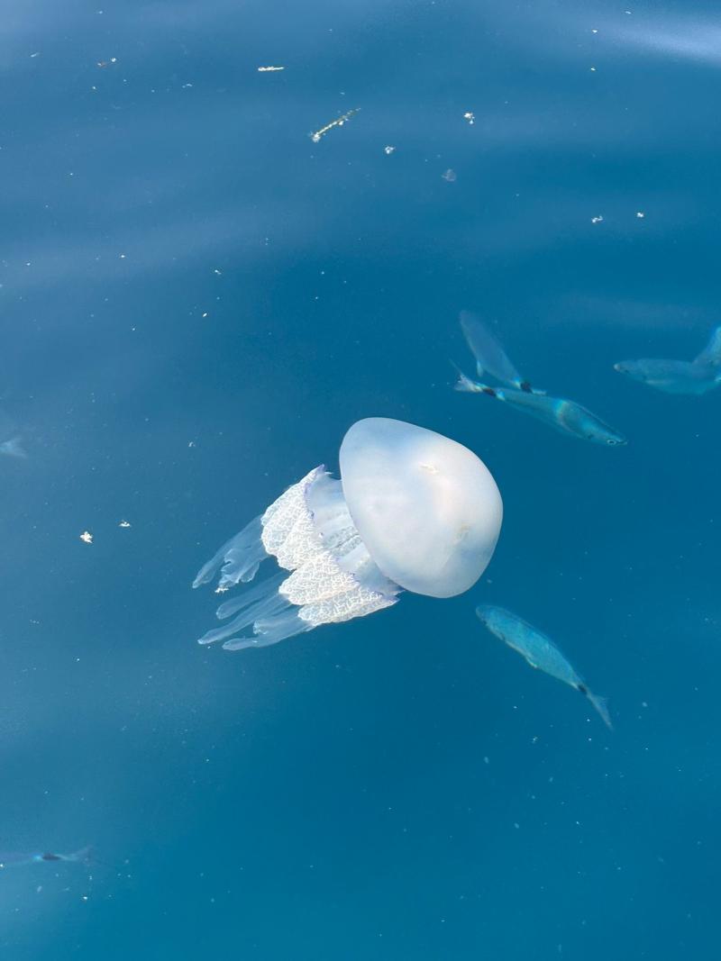 Rhizostoma octopus