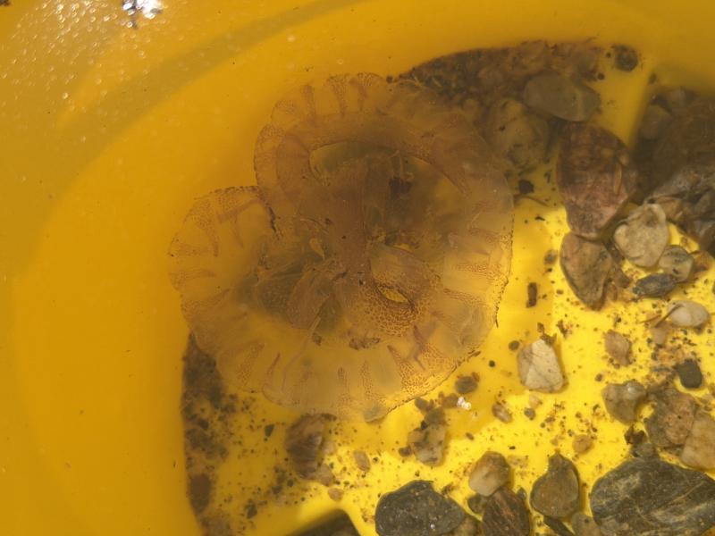 Pelagia Noctiluca