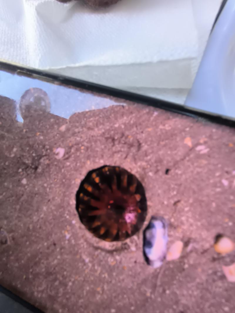 Chrysaora hysoscella