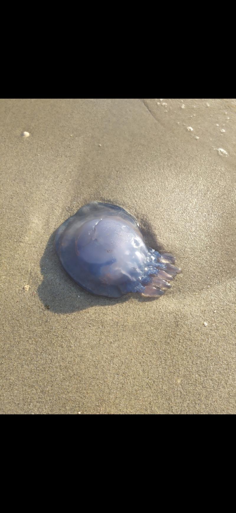 Rhizostoma octopus