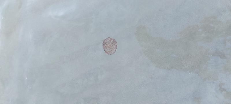 Pelagia Noctiluca