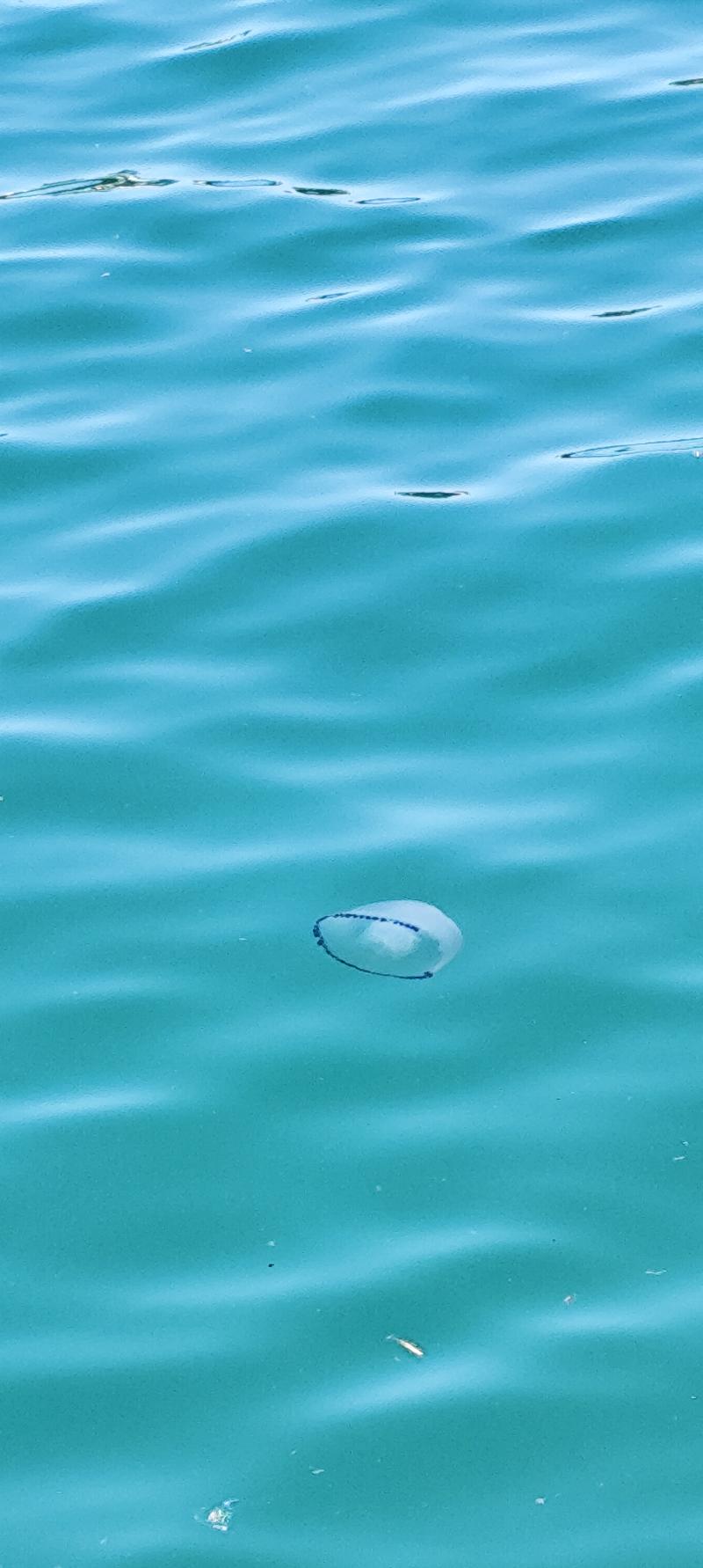 Rhizostoma octopus