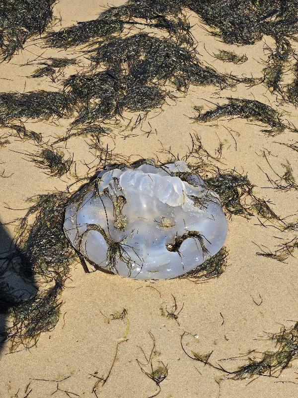 Rhizostoma octopus