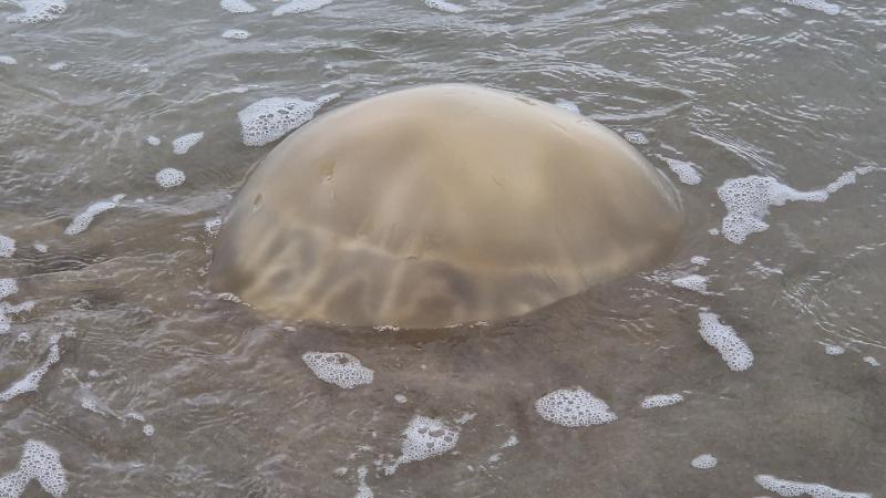 Rhizostoma octopus