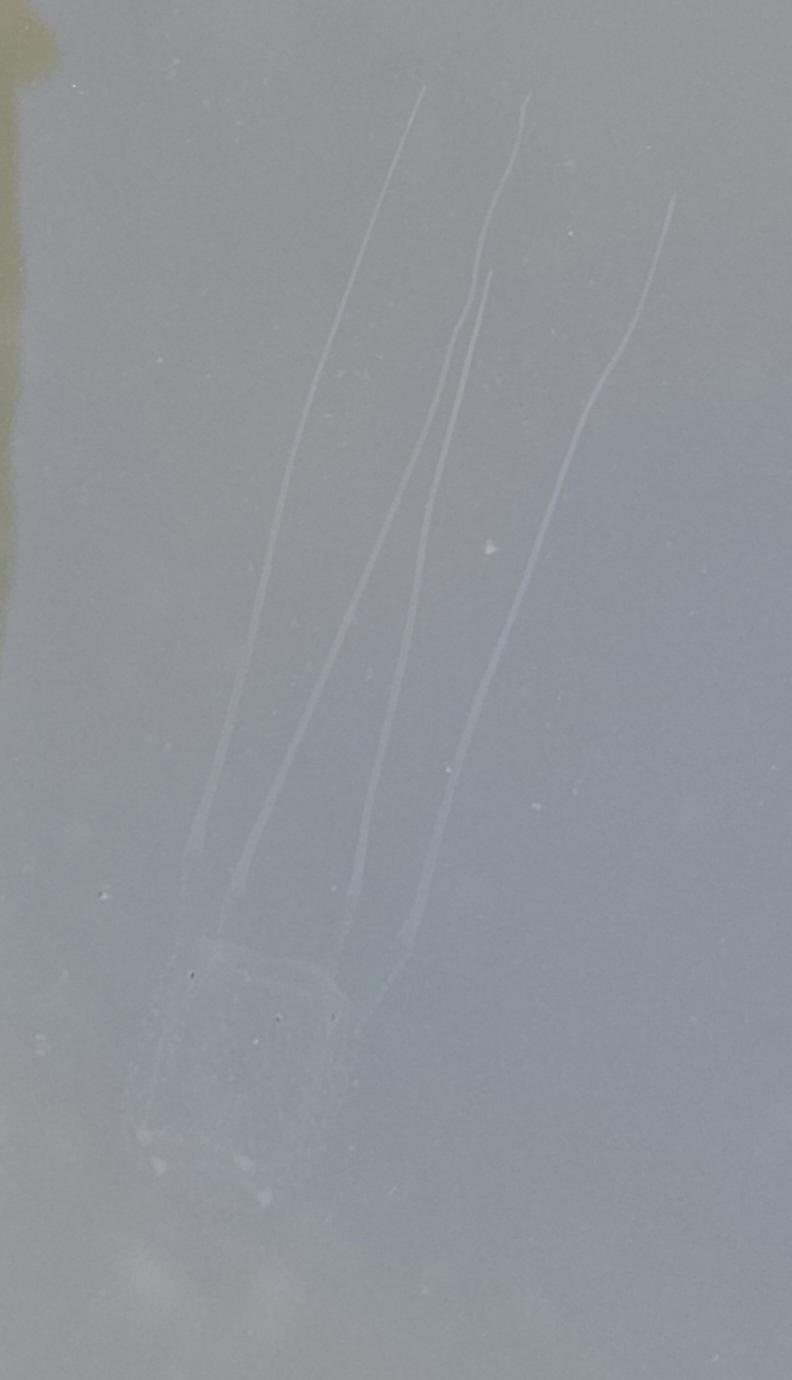 Carybdea marsupialis
