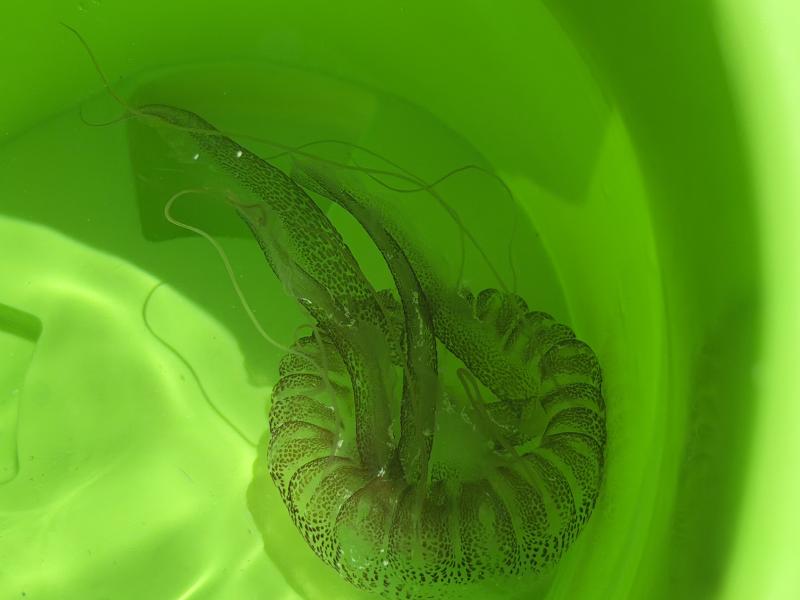 Pelagia Noctiluca