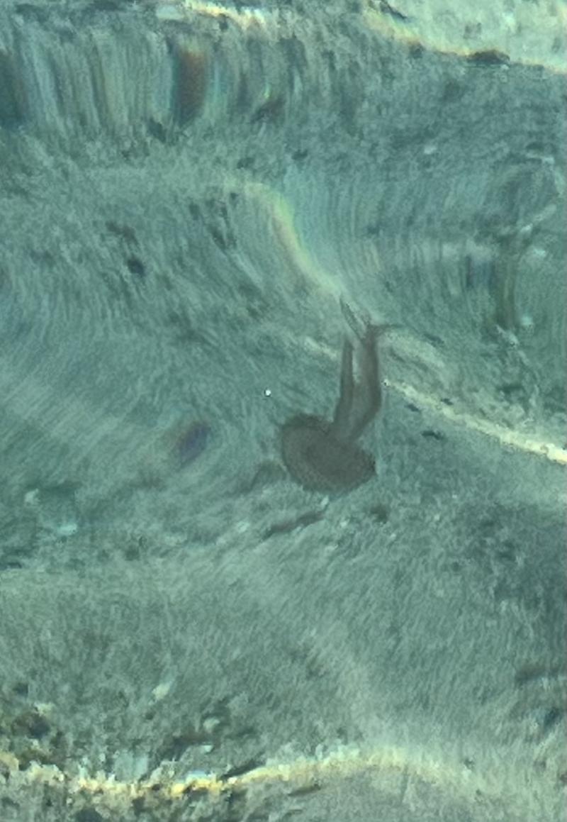 Pelagia Noctiluca