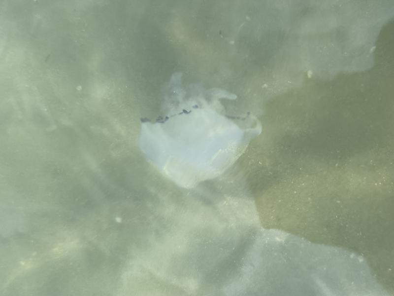 Rhizostoma octopus