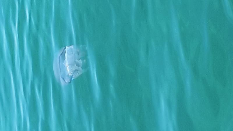 Rhizostoma octopus