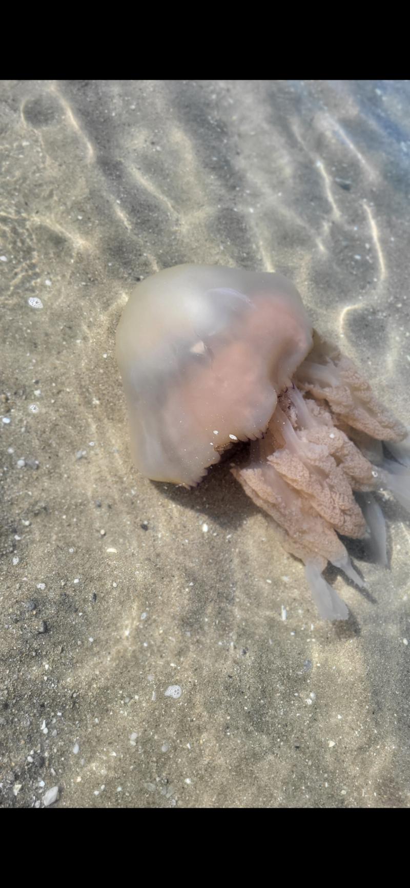 Rhizostoma octopus